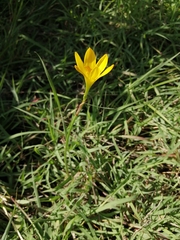 Zephyranthes citrina