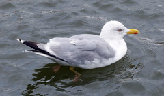 Larus argentatus argentatus