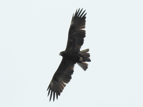 Wahlberg's Eagle