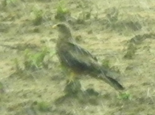 Yellow-billed Kite