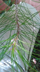 Pinus glabra