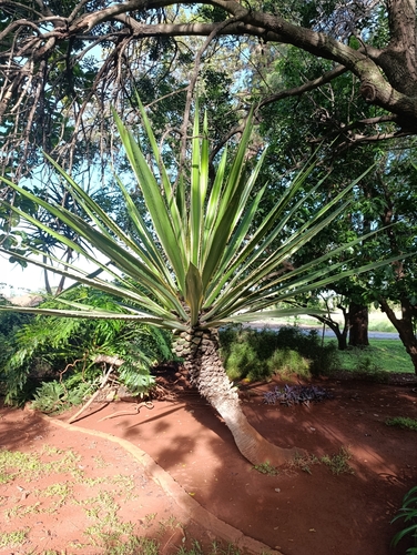 Foto de Piteira