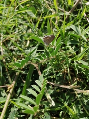 Hemiargus ceraunus