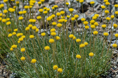 Erigeron bloomeri bloomeri