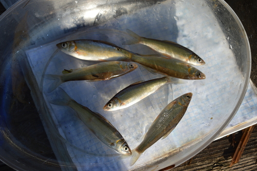 Largescale yellowfin (Xenocypris macrolepis) — Cyprinidae — 2