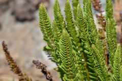 Polystichum lemmonii
