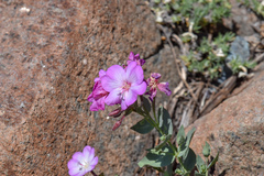 Epilobium siskiyouense