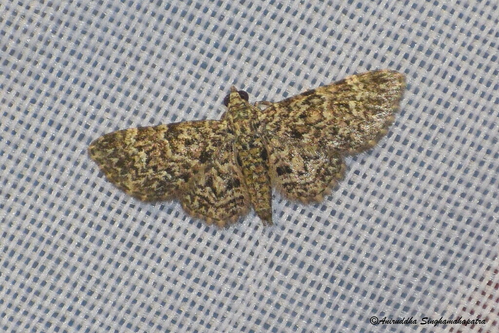 Glaucoclystis polyodonta