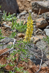 Lupinus croceus
