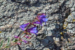 Penstemon parvulus