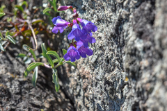 Penstemon parvulus