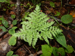 Sceptridium dissectum dissectum