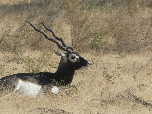 Blackbuck