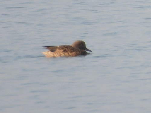 Falcated Duck