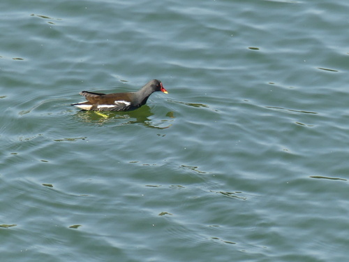 Eurasian Moorhen
