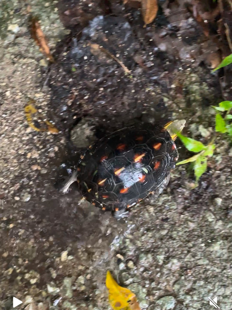 Ryukyu Yellow-margined Box Turtle in May 2024 by sailebumbum · iNaturalist