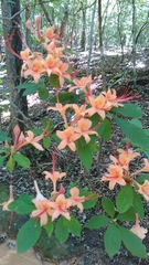 Rhododendron prunifolium