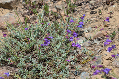 Penstemon parvulus