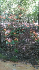 Rhododendron prunifolium