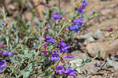 Penstemon parvulus