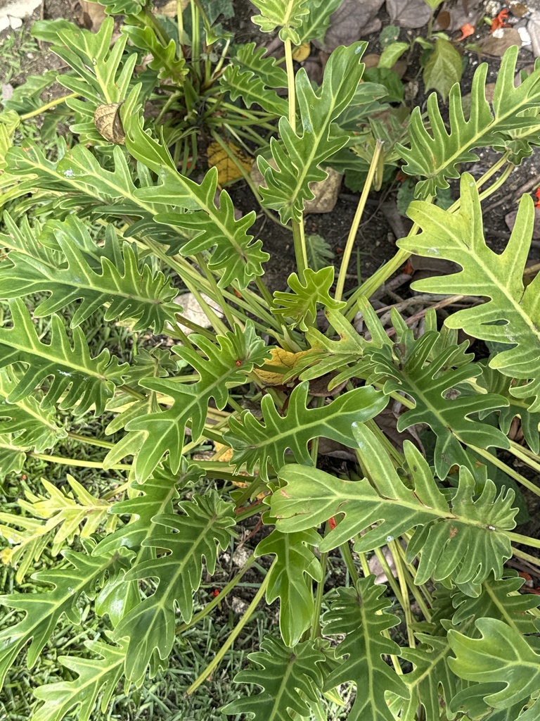 Філодендрон ксанаду — Thaumatophyllum xanadu