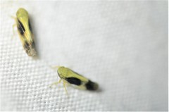 Graminella nigripennis