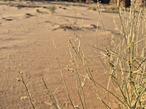 Image of Panicum turgidum by (c) Mahomed Desai, some rights reserved (CC BY)