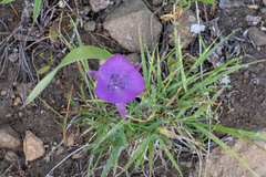 Calochortus nudus