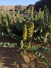 Astragalus kahiricus