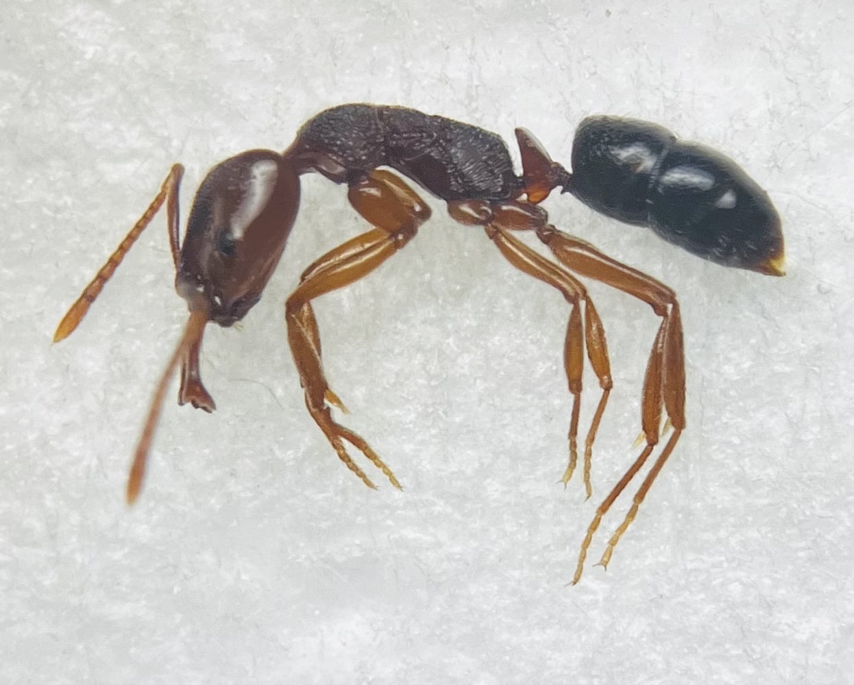 Anochetus shohki