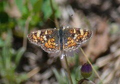 Phyciodes picta