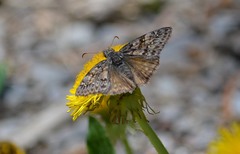 Erynnis telemachus