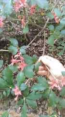 Rhododendron prunifolium