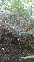 Rhododendron prunifolium