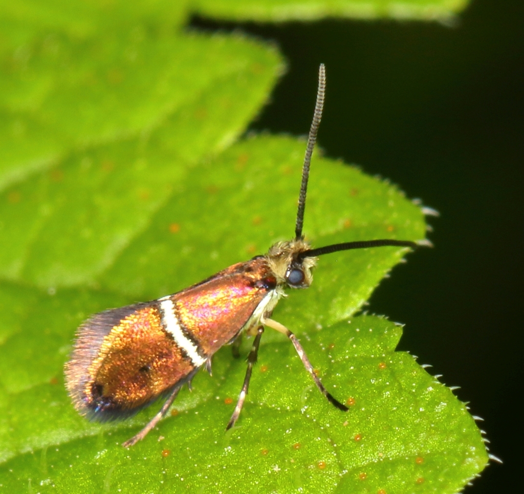 Agrionympha jansella