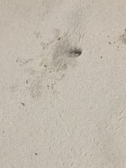 Peromyscus polionotus