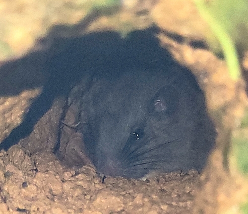 Watson's Climbing Rat