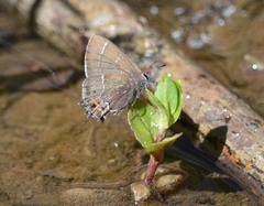 Callophrys spinetorum