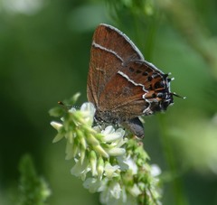 Callophrys spinetorum