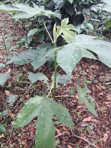 Cecropia mutisiana (Cecropia mutisiana)