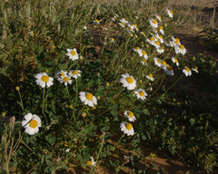 Anthemis melampodina