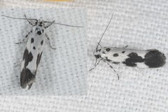 Ethmia quadrillella