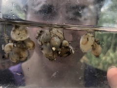 Molgula manhattensis