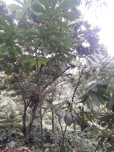 Cecropia mutisiana (Cecropia mutisiana)