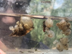 Molgula manhattensis