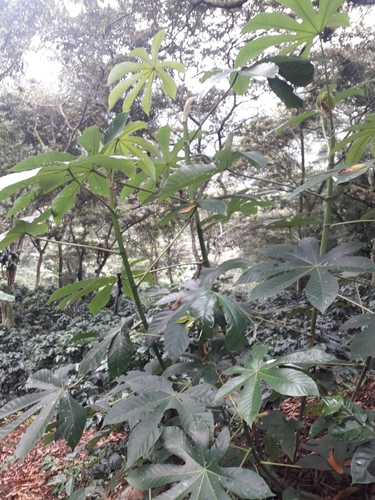 Cecropia mutisiana (Cecropia mutisiana)