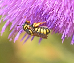 Pseudoanthidium