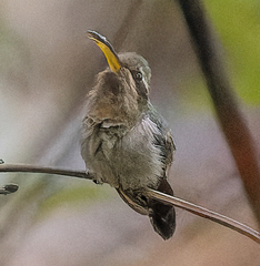 Minute Hermit photo 3