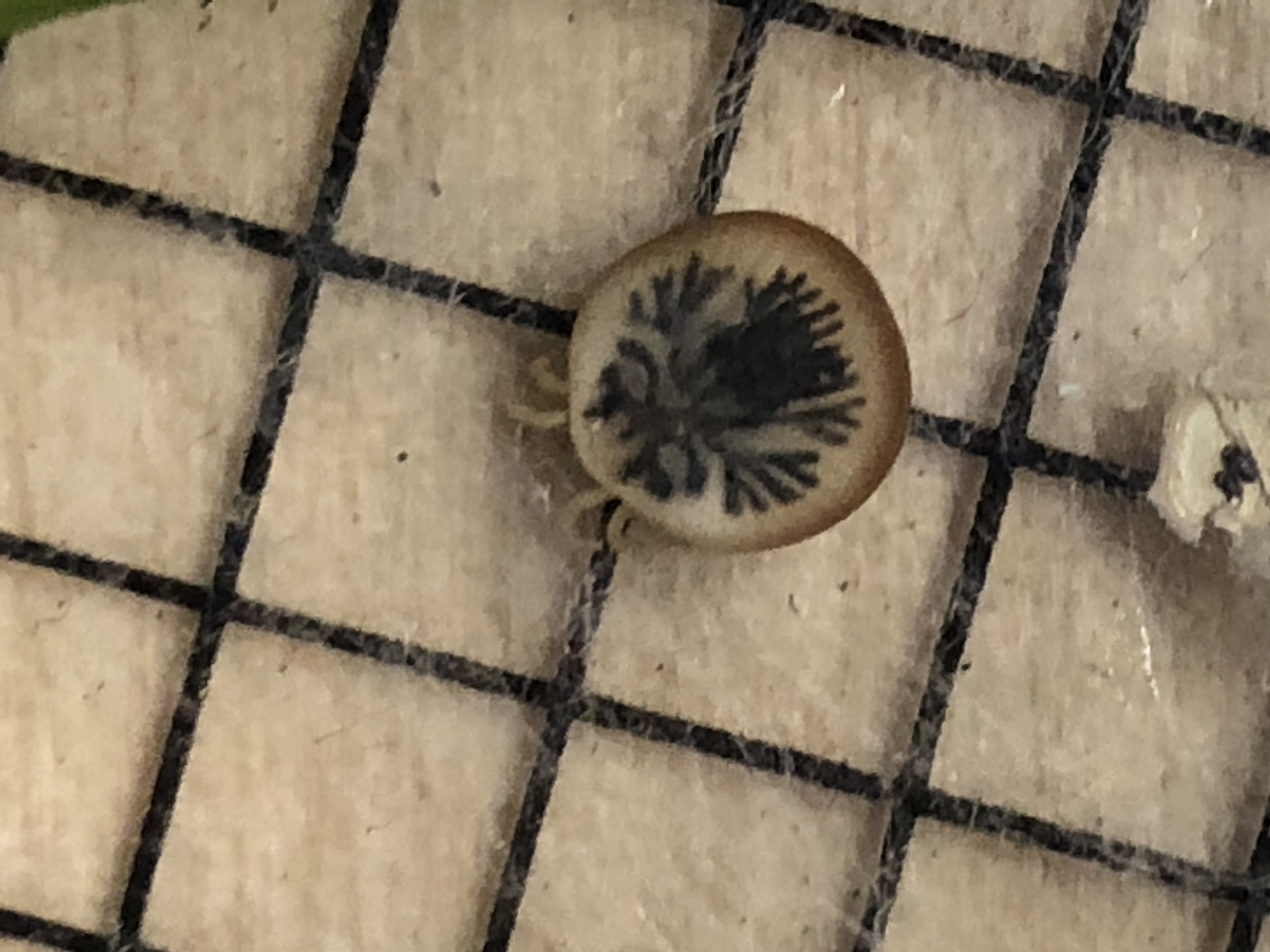 Carios vespertilionis Latreille, 1796