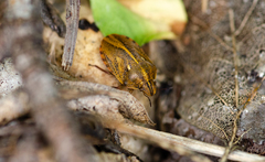 Eurygaster alternata